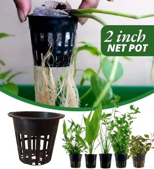 2” Inch Net pot Cups Basket for Hydroponics, orchid pot, aquarium & Aquatic plant culture